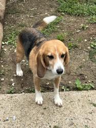 Found/Stray Male Dog last seen Amity Road at Third Avenue Bethany, CT near Naugatuck, CT, Bethany, CT 06524