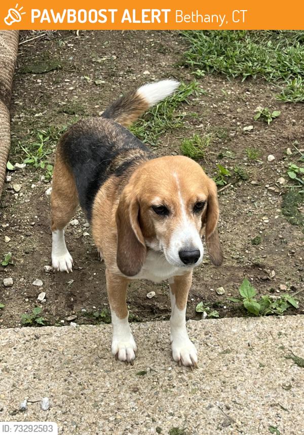 Found/Stray Male Dog last seen Amity Road at Third Avenue Bethany, CT near Naugatuck, CT, Bethany, CT 06524