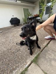 Found/Stray Male Dog last seen Arbor Park, Dallas, TX 75231