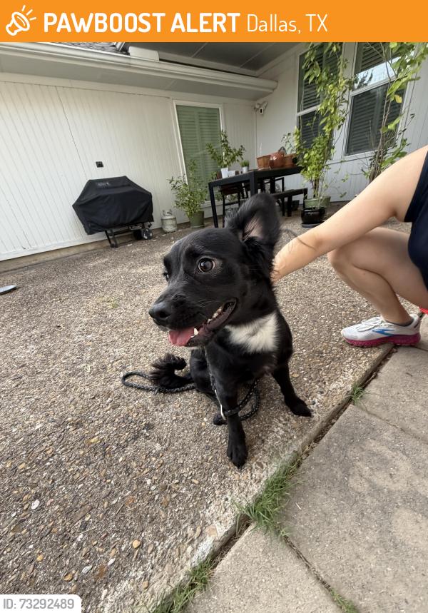 Found/Stray Male Dog last seen Arbor Park, Dallas, TX 75231