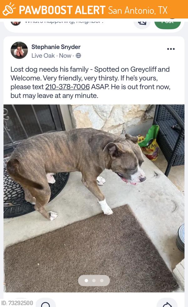Found/Stray Unknown Dog last seen Welcome Drive/Shin Oak area, San Antonio, TX 78233