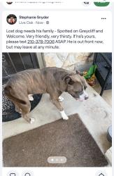 Found/Stray Unknown Dog last seen Welcome Drive/Shin Oak area, San Antonio, TX 78233