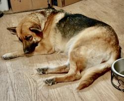 Reunited Female Dog last seen County Rd 114 and Willonook Ranch Trail, Elbert County, CO 80107