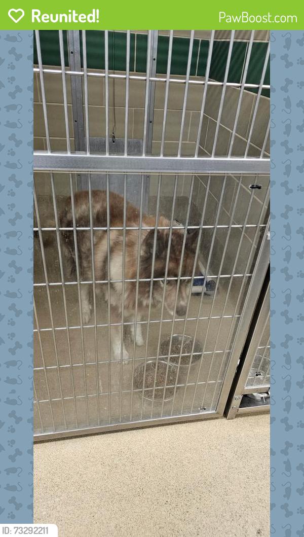 Reunited Male Dog last seen W queen street, Hampton, VA 23669