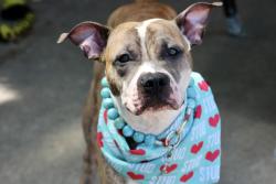 Shelter Stray Male Dog last seen Roma Avenue, STATEN ISLAND, NY, 10306, 3139 Veterans Rd W, Staten Island, NY 10309, USA