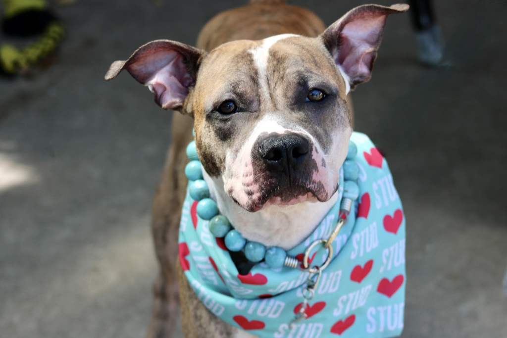 Shelter Stray Male Dog last seen Roma Avenue, STATEN ISLAND, NY, 10306, 3139 Veterans Rd W, Staten Island, NY 10309, USA