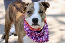 Shelter Stray Female Dog last seen Hylan Boulevard, STATEN ISLAND, NY, 10306, 3139 Veterans Rd W, Staten Island, NY 10309, USA