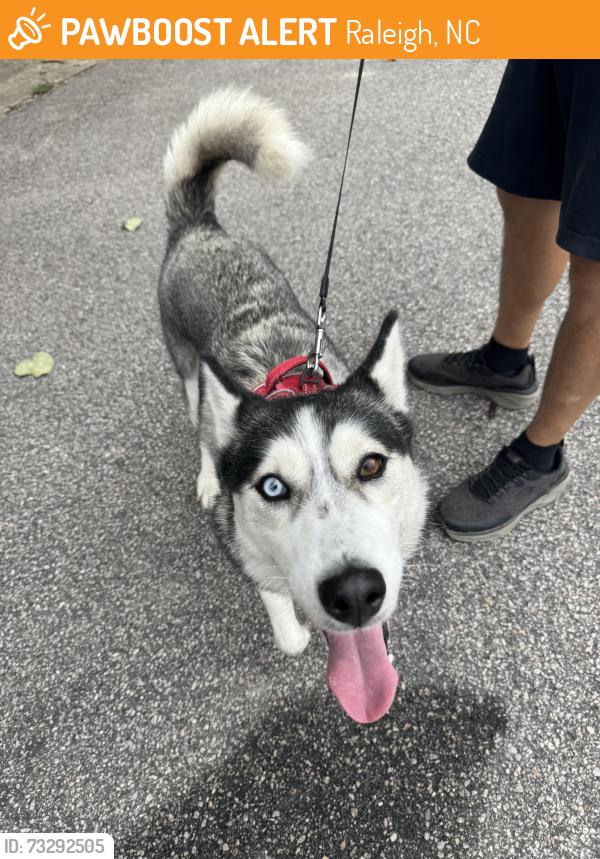 Found/Stray Female Dog last seen Beach Plum Ct at Cashew Off Forrestville Rd Raleigh, Raleigh, NC 27616