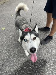 Found/Stray Female Dog last seen Beach Plum Ct at Cashew Off Forrestville Rd Raleigh, Raleigh, NC 27616