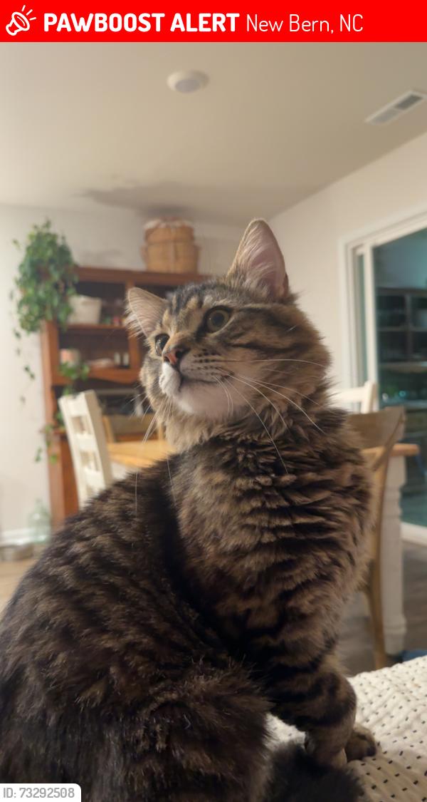 Lost Male Cat last seen Old cherry point, New Bern, NC 28560