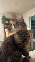 Lost Male Cat last seen Old cherry point, New Bern, NC 28560