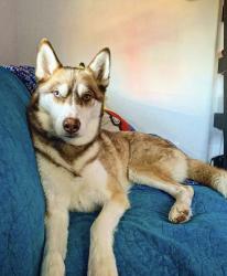 Reunited Male Dog last seen Sherman, Indianapolis, IN 46203