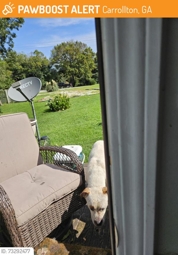 Found/Stray Male Dog last seen Old tyus rd. And 166 west, Carrollton, GA 30117