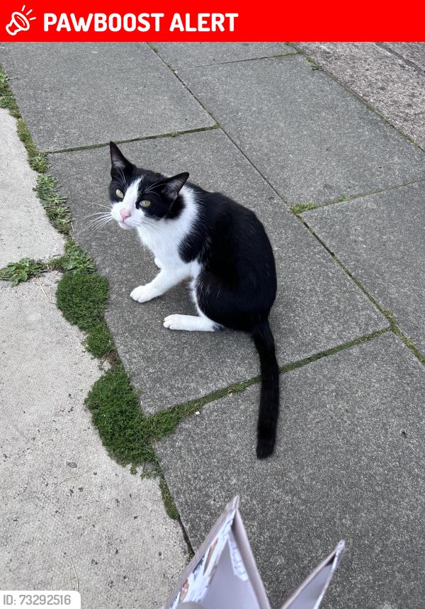 Lost Unknown Cat last seen East Lancashire Road, Norris Green, England L11 2YA