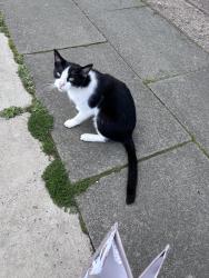Lost Unknown Cat last seen East Lancashire Road, Norris Green, England L11 2YA