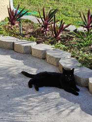 Lost Female Cat last seen Off Lake Washington, Melbourne, FL 32935