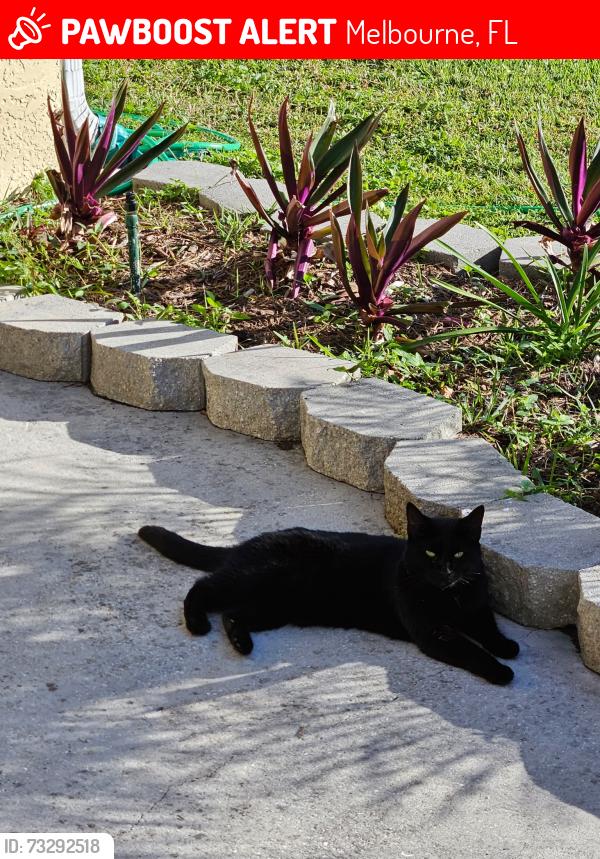 Lost Female Cat last seen Off Lake Washington, Melbourne, FL 32935