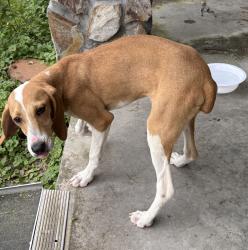 Found/Stray Female Dog last seen Mosheim, Mosheim, TN 37818