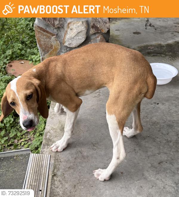 Found/Stray Female Dog last seen Mosheim, Mosheim, TN 37818