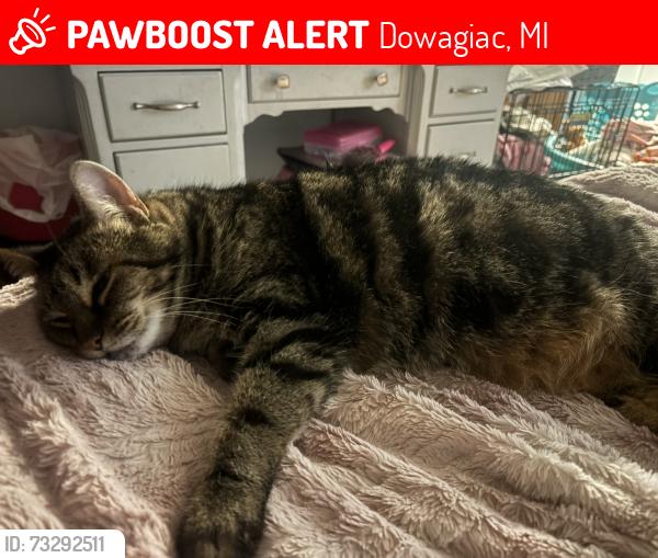 Lost Female Cat last seen W wayne st, Dowagiac, MI 49047