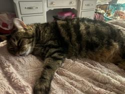 Lost Female Cat last seen W wayne st, Dowagiac, MI 49047