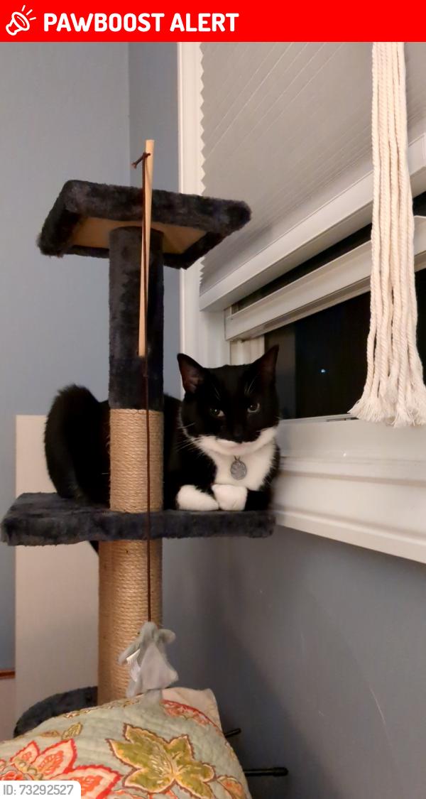 Lost Male Cat last seen Clarkston Middle School, Village of Clarkston, MI 48346