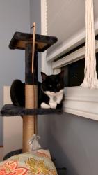 Lost Male Cat last seen Clarkston Middle School, Village of Clarkston, MI 48346