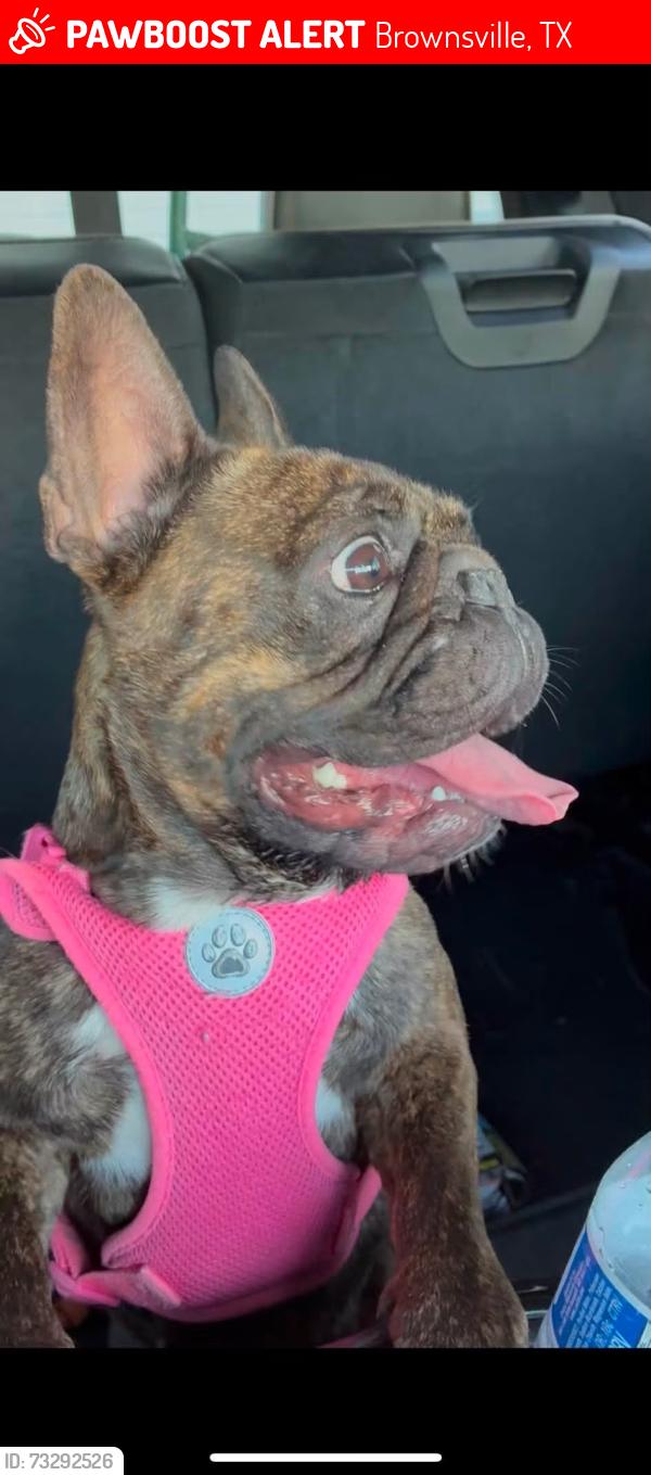 Lost Female Dog last seen Boca chica, Brownsville, TX 78521