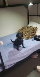 Lost Male Dog last seen Acacia st, San Diego, CA 92113