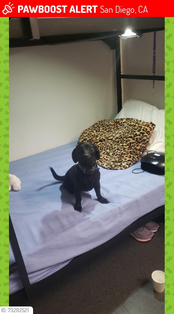 Lost Male Dog last seen Acacia st, San Diego, CA 92113