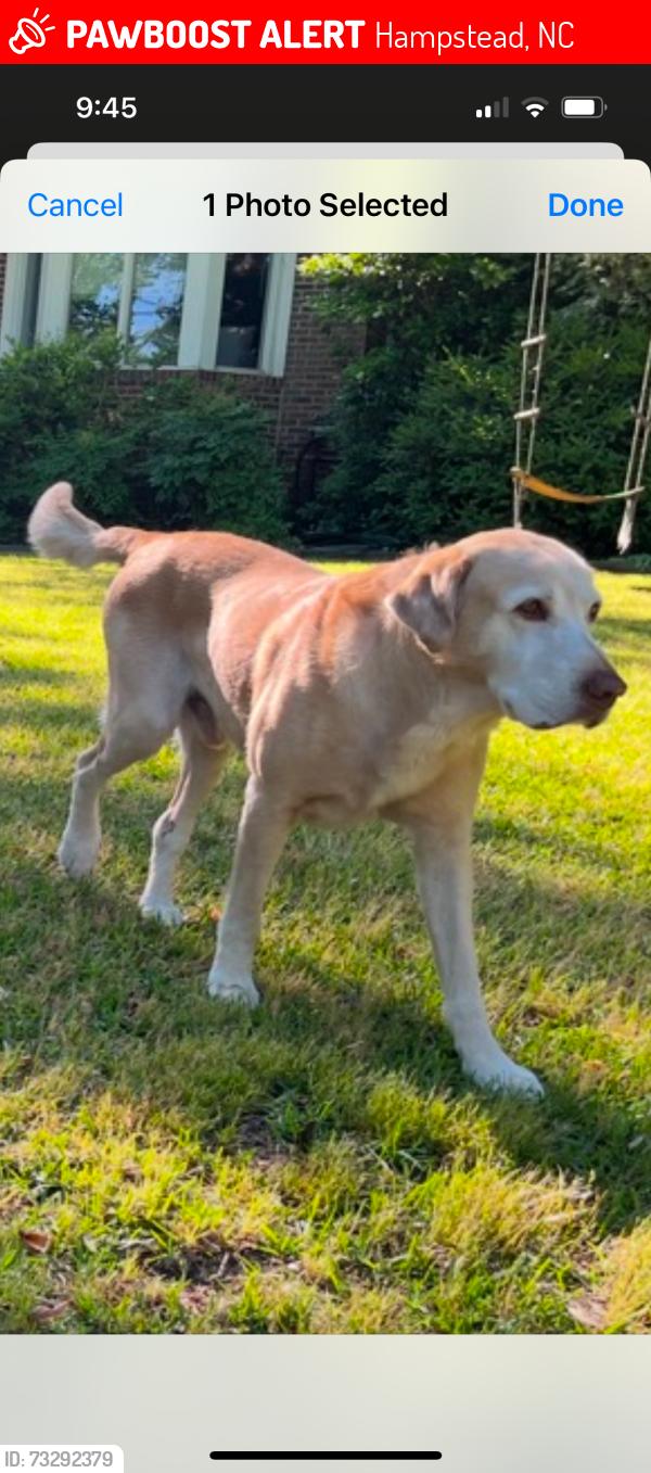 Lost Male Dog last seen Dogwood Lane & Seneca Reef drive and Paris Point/ LongView area, Hampstead, NC 28443