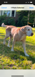 Lost Male Dog last seen Dogwood Lane & Seneca Reef drive and Paris Point/ LongView area, Hampstead, NC 28443