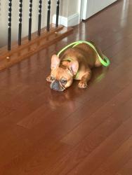 Reunited Female Dog last seen Granite spring development, Cold Spring, KY 41076