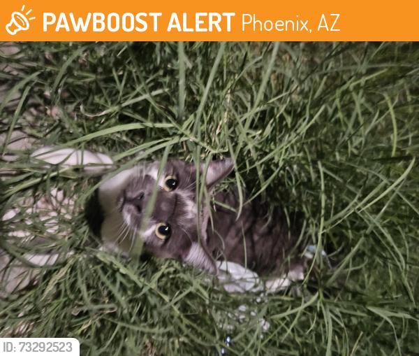 Found/Stray Unknown Cat last seen 7th st N. of Baseline, Phoenix, AZ 85042