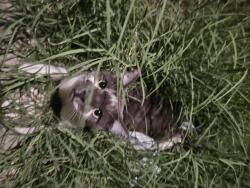 Found/Stray Unknown Cat last seen 7th st N. of Baseline, Phoenix, AZ 85042