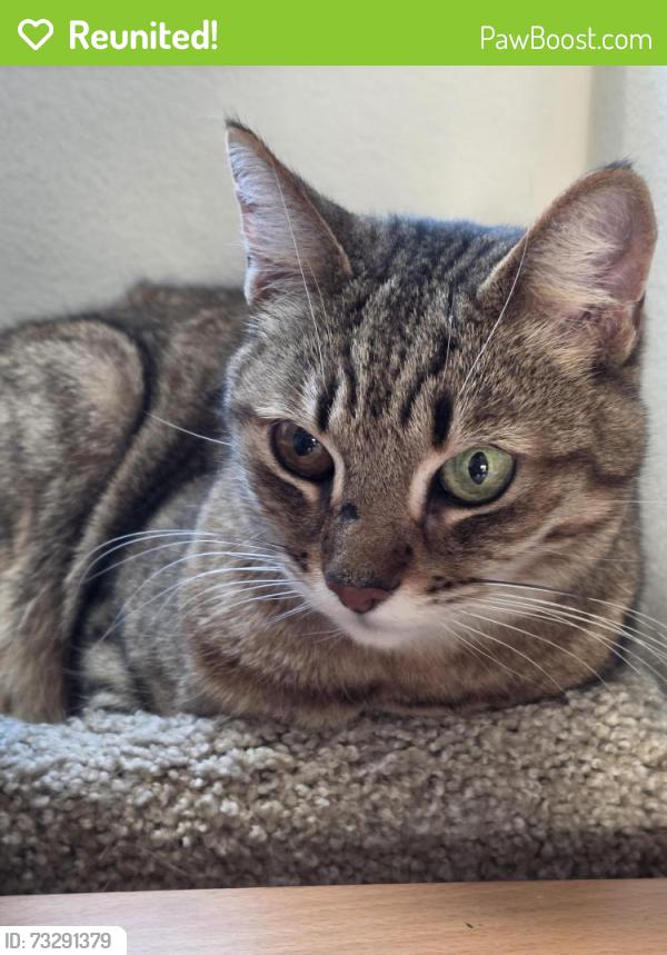 Reunited Male Cat last seen Near block of Mountain Ridge Way in the Parkridge neighborhood, Antioch, CA 94531