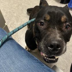 Shelter Stray Female Dog last seen , Animal Care & Control Team of Philly, 111 W Hunting Park Ave, Philadelphia, PA 19140, USA