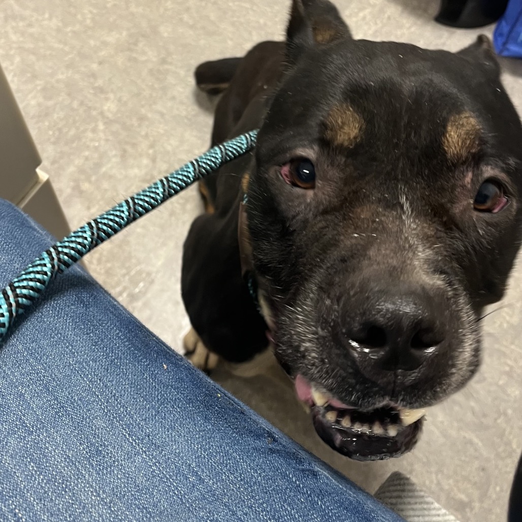 Shelter Stray Female Dog last seen , Animal Care & Control Team of Philly, 111 W Hunting Park Ave, Philadelphia, PA 19140, USA