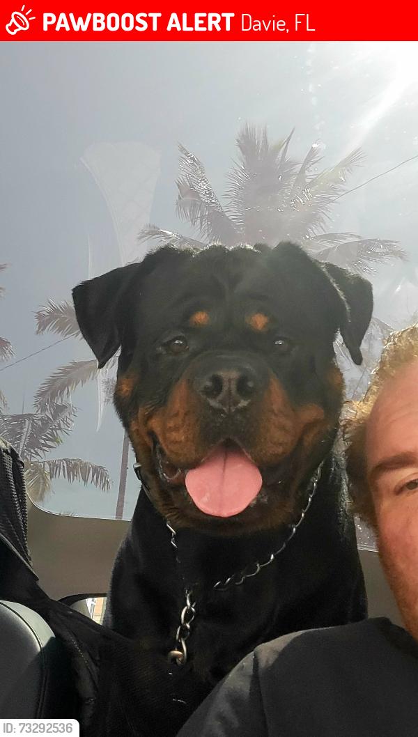 Lost Male Dog last seen 16th street, Davie, FL 33325