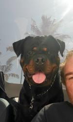 Lost Male Dog last seen 16th street, Davie, FL 33325