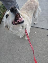 Reunited Female Dog last seen Campus and 9th, Upland, CA 91786