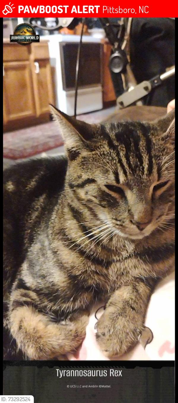 Lost Male Cat last seen Near river rd Pittsboro nc 27312, Pittsboro, NC 27312