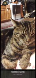 Lost Male Cat last seen Near river rd Pittsboro nc 27312, Pittsboro, NC 27312