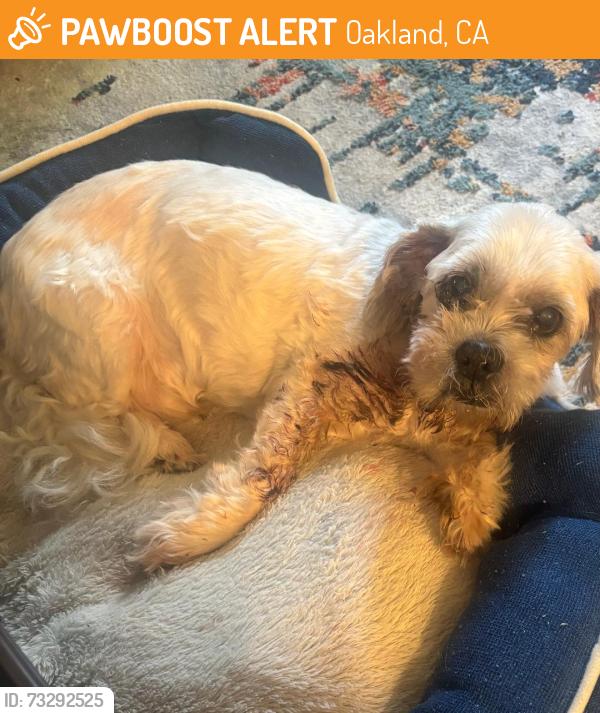 Found/Stray Male Dog last seen San Jose, CA, Oakland, CA 94605