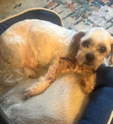 Found/Stray Male Dog last seen San Jose, CA, Oakland, CA 94605