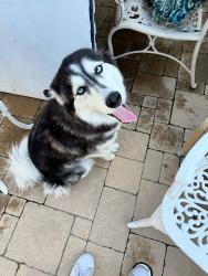 Reunited Female Dog last seen Near e verness st, Covina, CA 91723