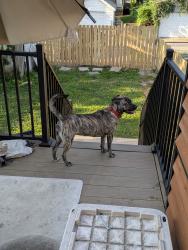 Reunited Female Dog last seen Delor and Ridgewood, St. Louis, MO 63116