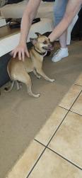Reunited Male Dog last seen W. Government near Seville Quarter, Pensacola, FL 32502