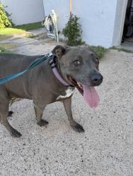 Found/Stray Female Dog last seen Villa Nueva and Segovia, Litchfield Park, AZ 85340