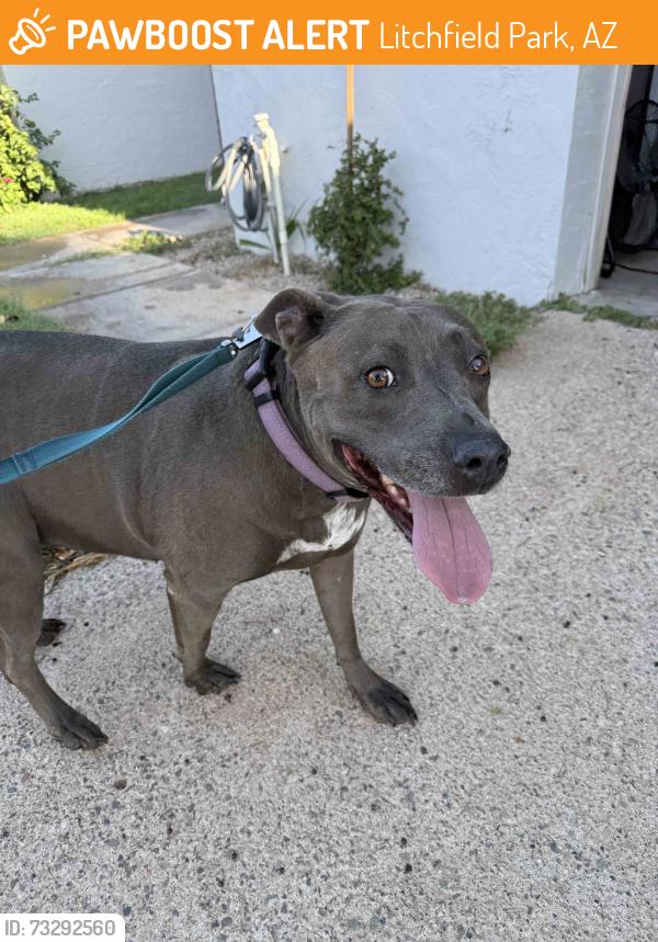 Found/Stray Female Dog last seen Villa Nueva and Segovia, Litchfield Park, AZ 85340